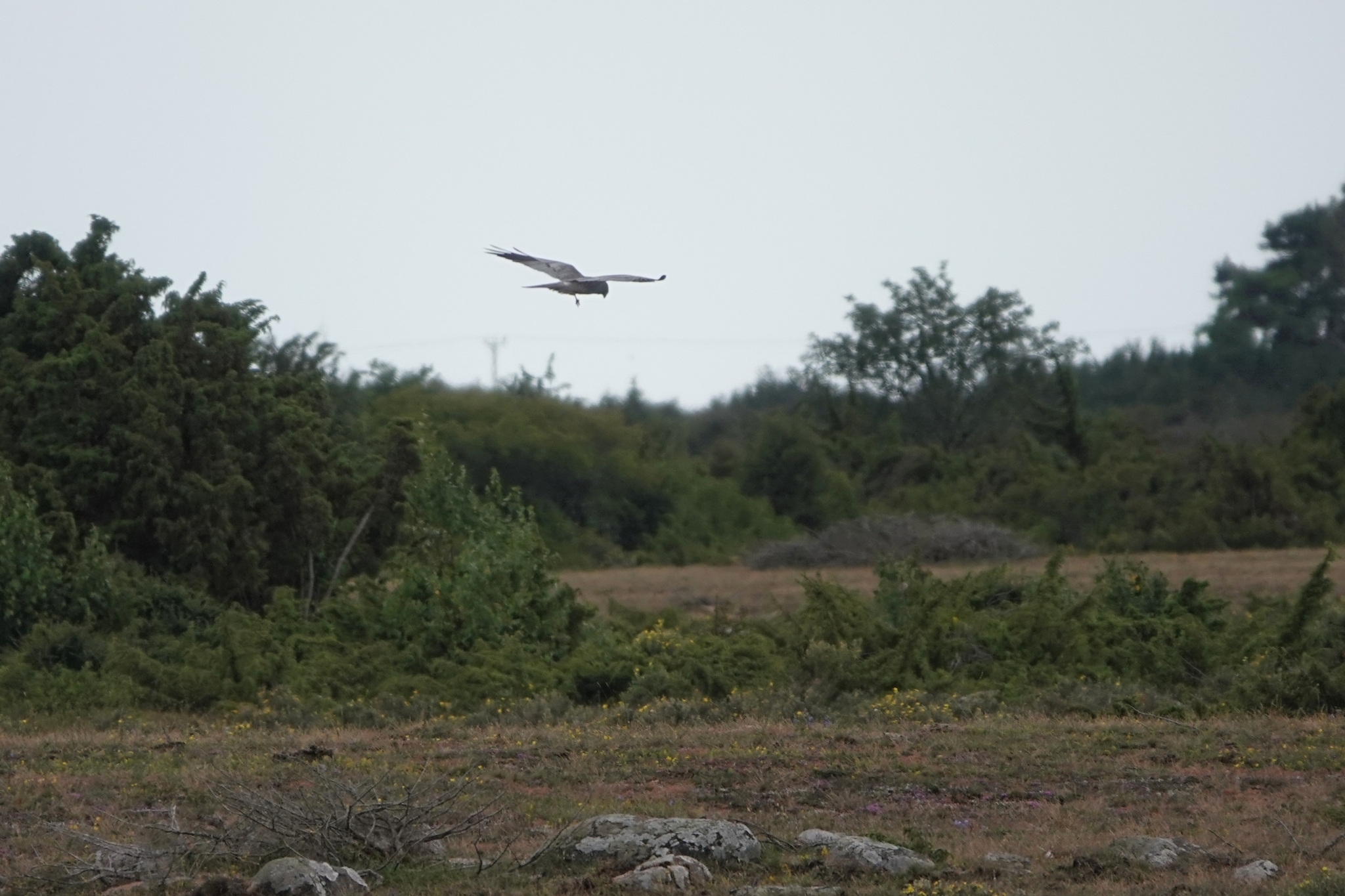 Montagu's Harrier