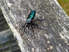 Microstylum oberthurii