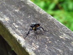 Microstylum oberthurii