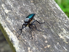 Microstylum oberthurii