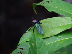 Microstylum oberthurii