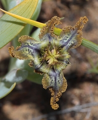 Ferraria