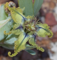 Ferraria
