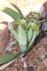 Ferraria
