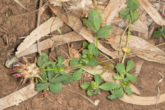 Trifolium spumosum
