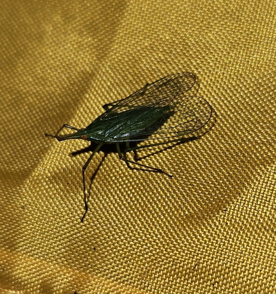 Neoterpe