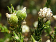 Phylica cuspidata minor