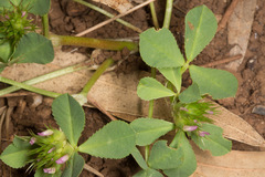 Trifolium spumosum
