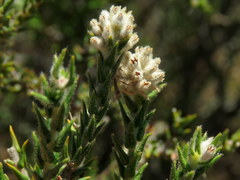 Phylica cuspidata minor