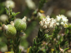 Phylica cuspidata minor