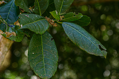 Xymalos monospora image