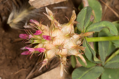 Trifolium spumosum