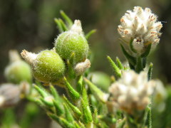 Phylica cuspidata minor