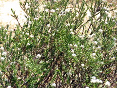 Phylica cuspidata minor