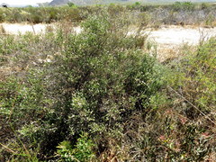 Phylica cuspidata minor