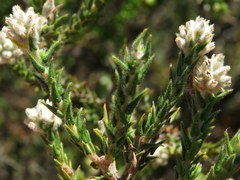 Phylica cuspidata minor