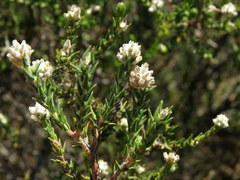 Phylica cuspidata minor