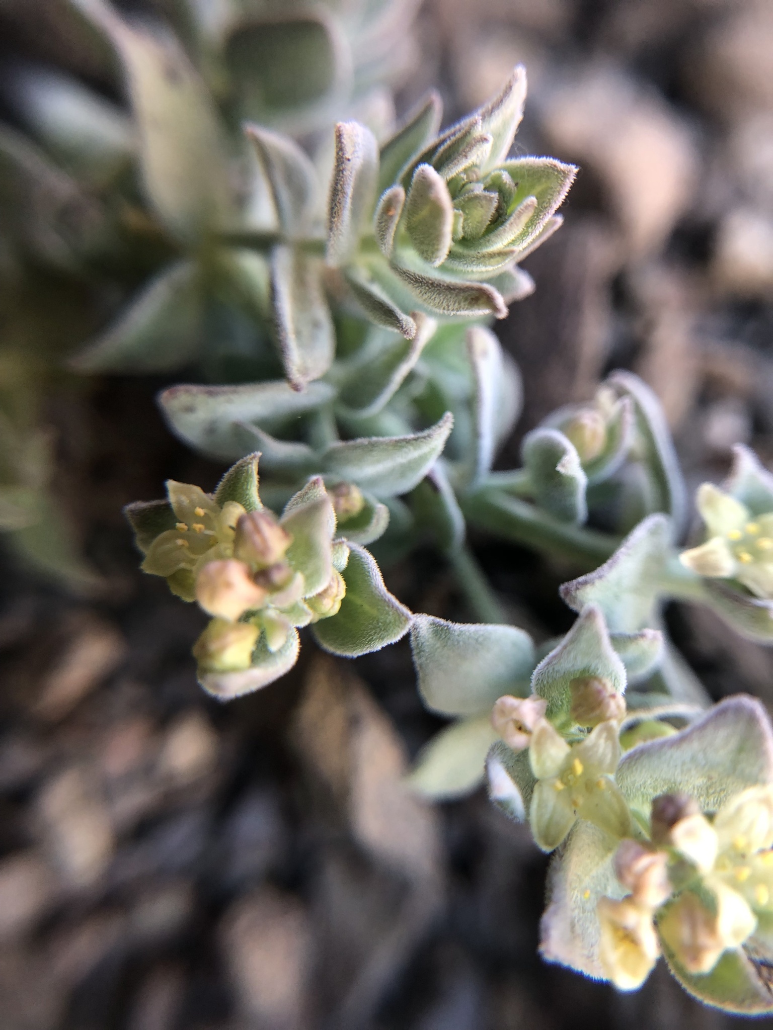 Galium grayanum var. nanum