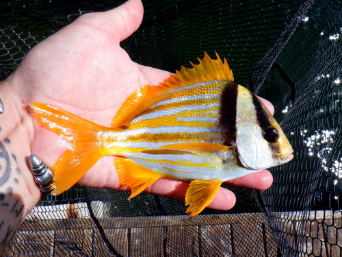 Porkfish