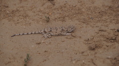 Phrynocephalus helioscopus