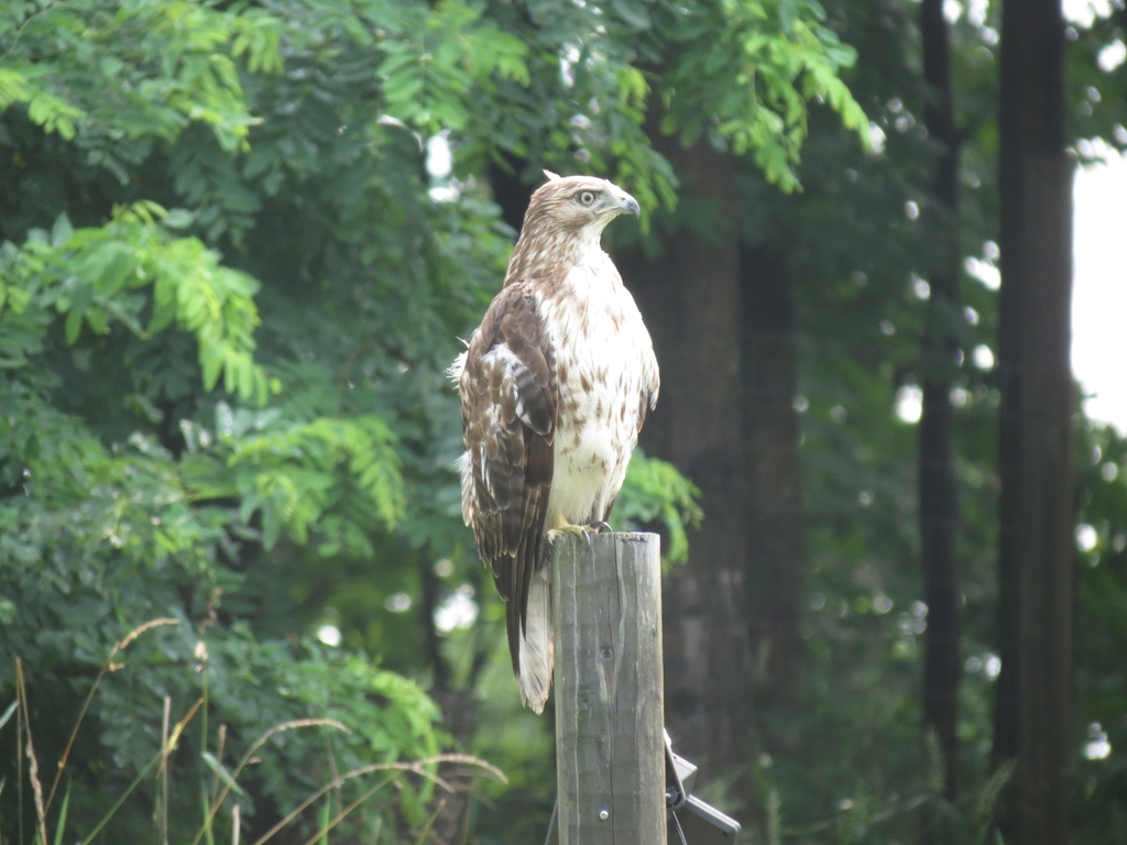 Red Tailed Hawk In July 2023 By Charlotte Ariev INaturalist   Large 