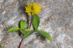 Trifolium badium