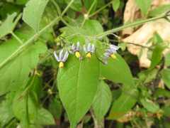 Solanum lyratum