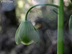 Fritillaria persica