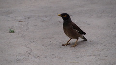 Acridotheres tristis