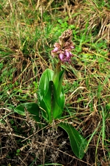 Himantoglossum robertianum