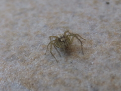 Oxyopes lineatus