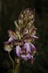 Himantoglossum robertianum