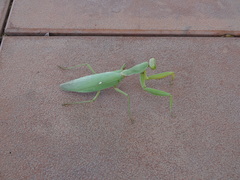 Hierodula tenuidentata