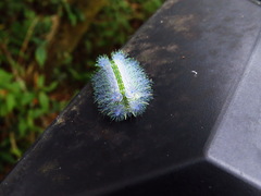 Parasa shirakii