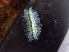 Parasa shirakii