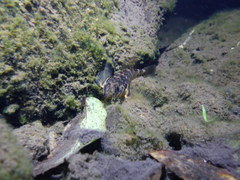 Gobiomorphus huttoni