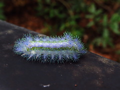Parasa shirakii