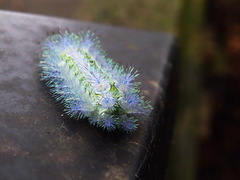 Parasa shirakii