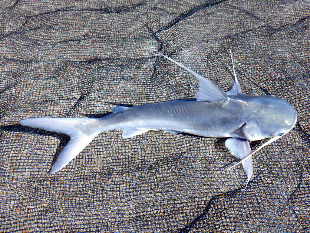 Gafftopsail Catfish from Franklin County, FL, USA on May 27, 2022 at 0533 PM by Austin D West