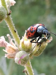 Calligrapha mexicana