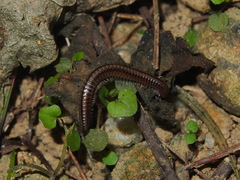 Anaulaciulus tonginus