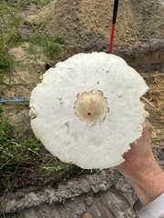 Chlorophyllum molybdites image