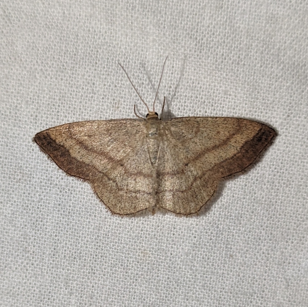 Scopula siccata