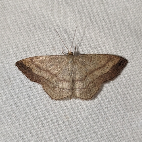Scopula siccata