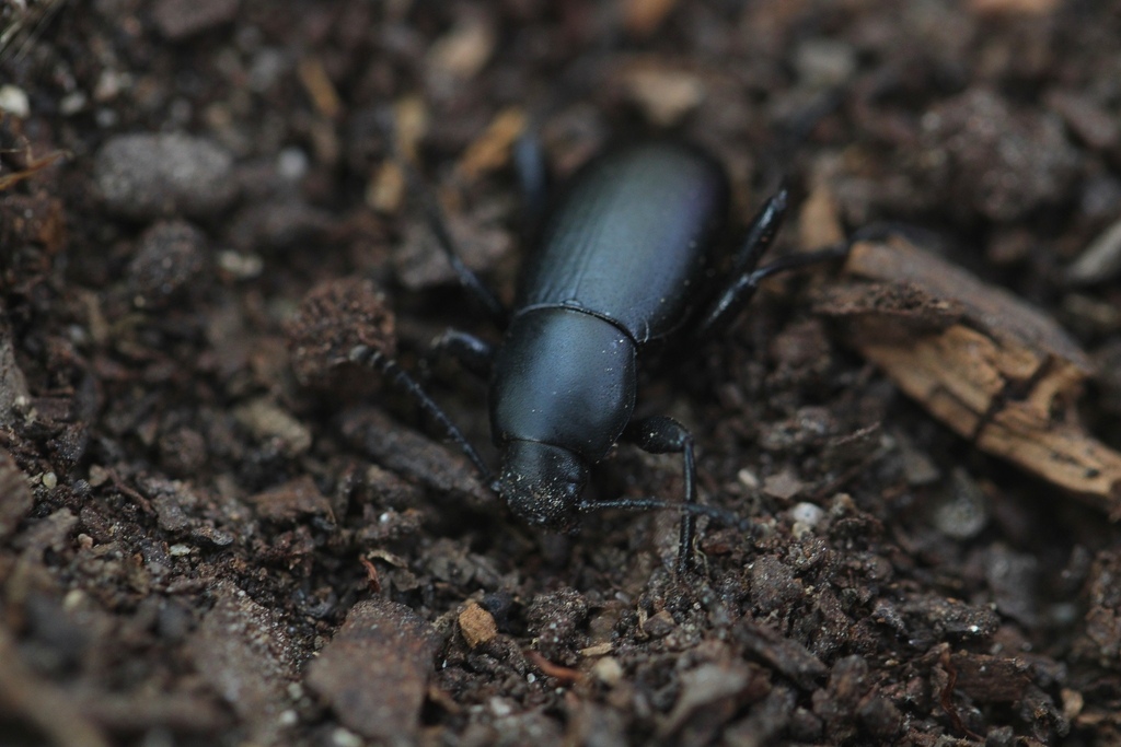 Eleodes arcuata