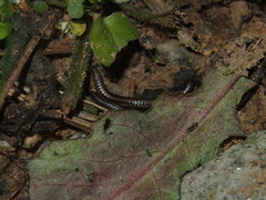 Anaulaciulus tonginus