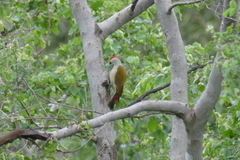 Chloropicus goertae