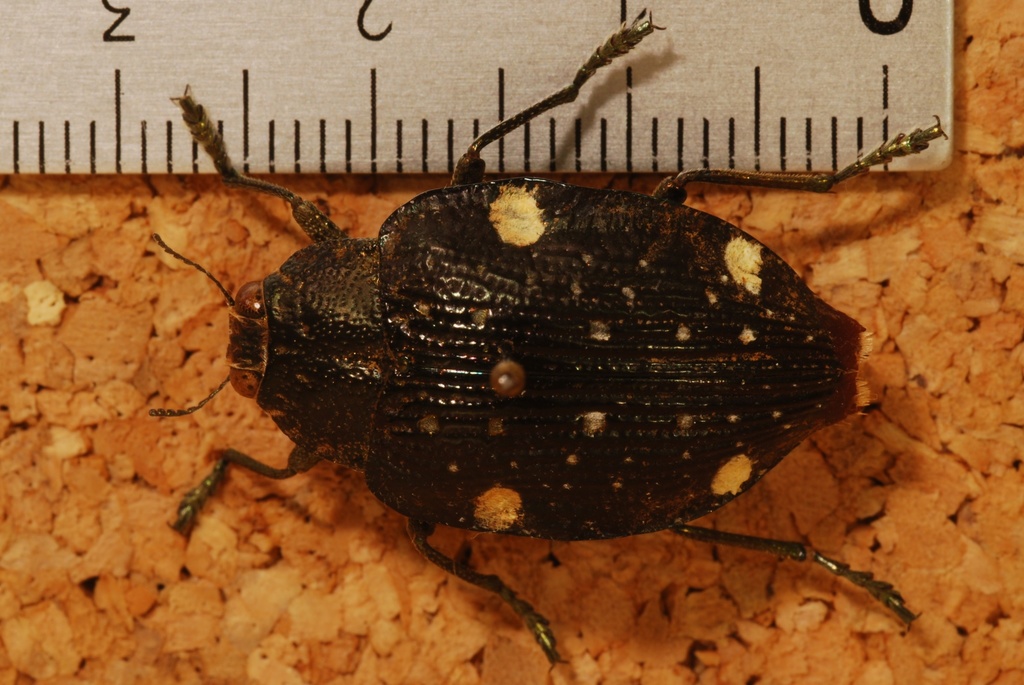 Polybothris auropicta