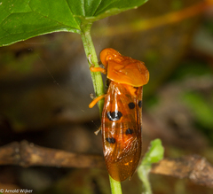 Opistharsostethus simulans