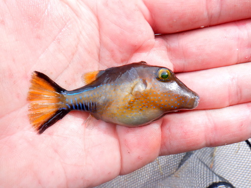Caribbean Sharpnose Puffer